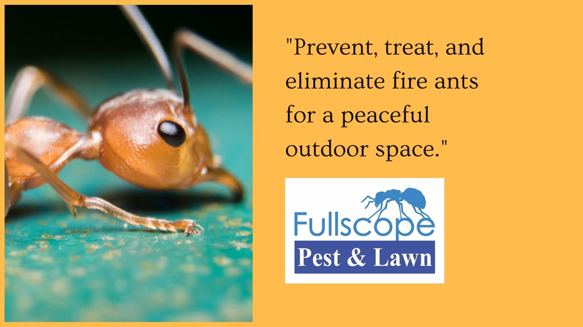 Fire Ant Control Methods That Work - FullScope Pest Control