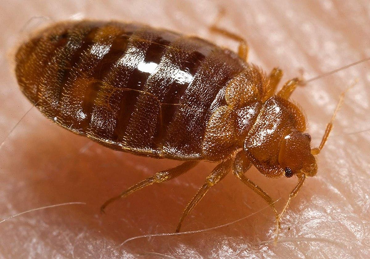 Fast Bed Bug Exterminator Dayton