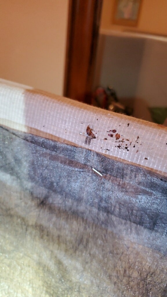 Bed Bug Treatment Cut and Shoot